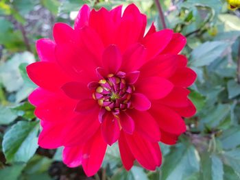 Close-up of pink dahlia flower