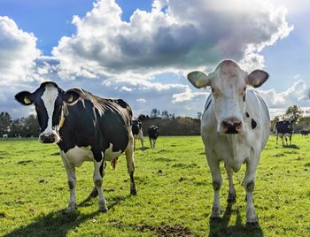 Cows grazing in a field