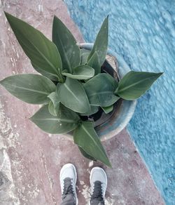 Low section of person standing on plant