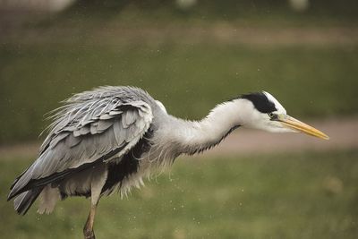 Close-up of bird flying over lake