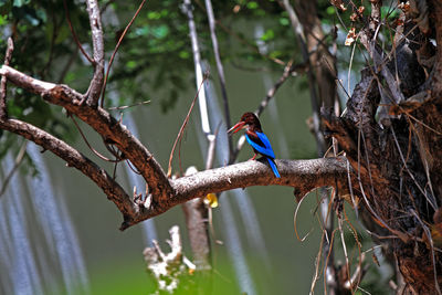 Close-up of bird perching on branch