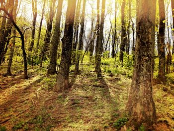 Trees in forest