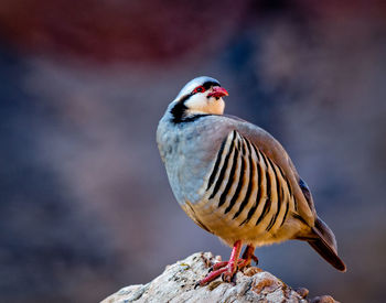 Close-up of bird perching on rock