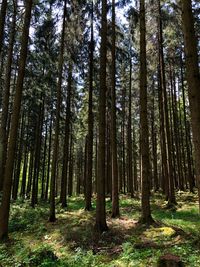 Trees growing in forest