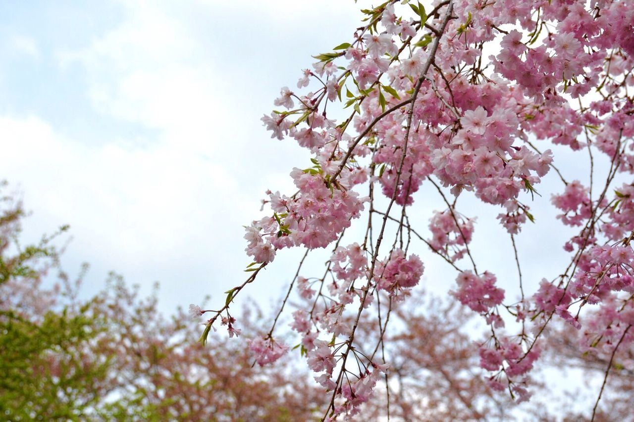 flower, freshness, branch, tree, growth, low angle view, beauty in nature, fragility, pink color, nature, blossom, sky, cherry blossom, cherry tree, springtime, in bloom, blooming, focus on foreground, twig, day