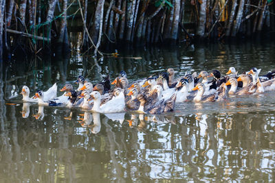 Ducks swimming in lake