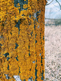 Close-up of lichen on tree trunk