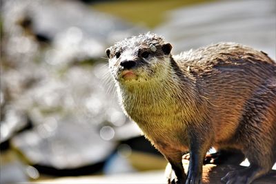 Close-up of an animal 