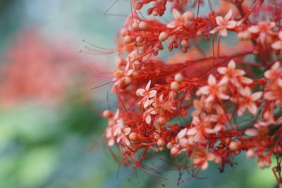 Close-up of red flower