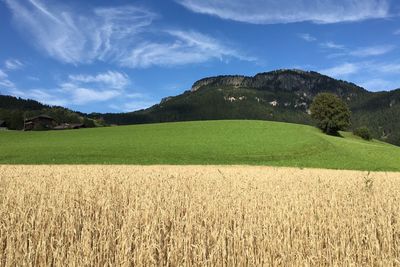 Scenic view of field against sky