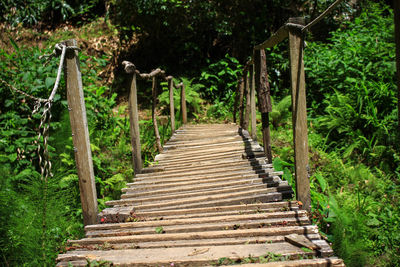 Steps amidst trees in forest