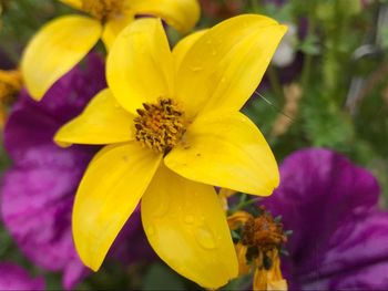 Close-up of yellow flower blooming outdoors