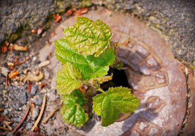 High angle view of plant growing on field