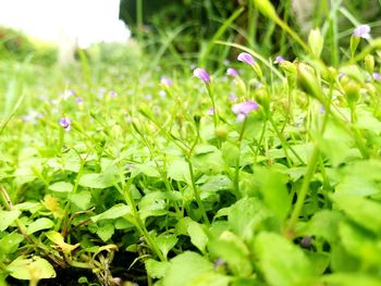 Close-up of purple flowering plants growing on field