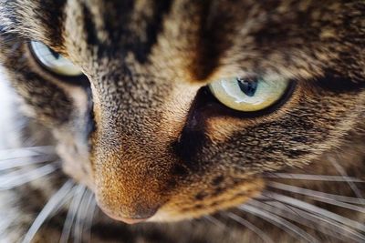 Close-up portrait of cat