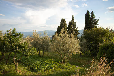 Trees on field against sky