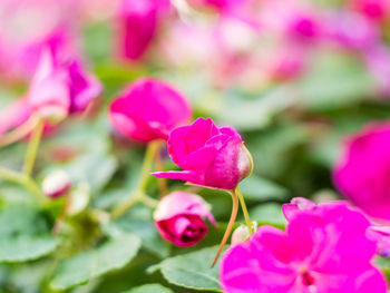 Close-up of pink flowers