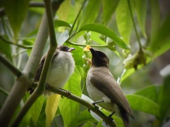 Close-up of bird perching on branch