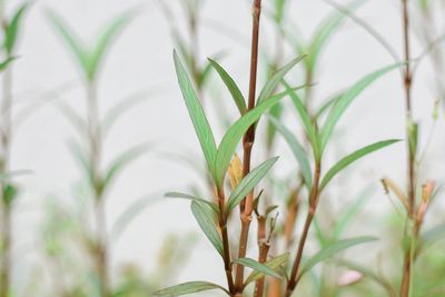 Close-up of crops growing on field