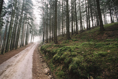 Road amidst trees in forest