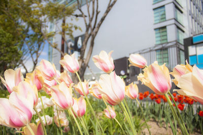 Close-up of pink flowering plants