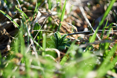 Close-up of plants growing on field