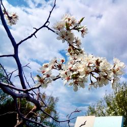 Low angle view of apple blossoms in spring against sky