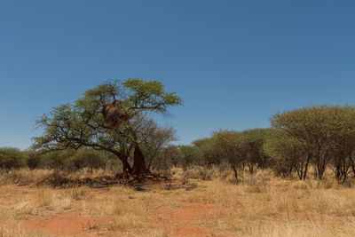 Trees on field against clear blue sky