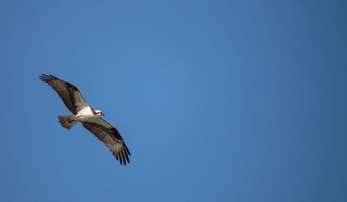 Low angle view of eagle flying in sky