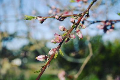 Close-up of apple blossoms in spring