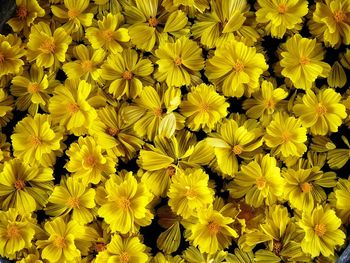Full frame shot of yellow flowering plants