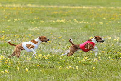 Basenji dogs in