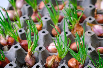 Close-up of onions in egg carton