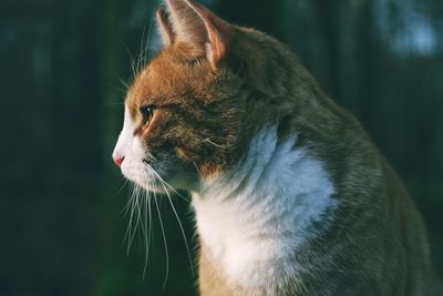 Orange cat in profile in the woods. 