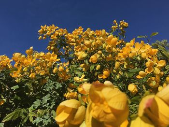 Close-up of yellow flowers