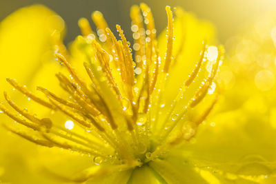 Close-up of wet yellow flowering plant