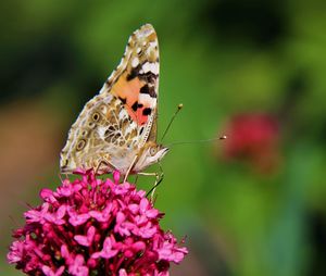 Close-up of butterfly pollinating on flower