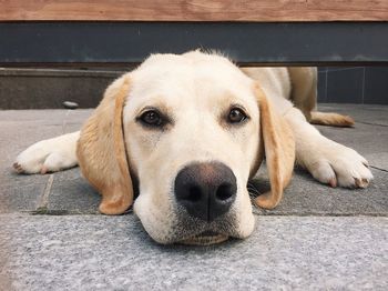 Close-up portrait of dog relaxing outdoors