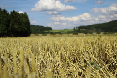 Wheat field against sky