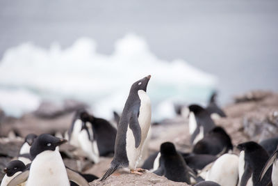 Penguins on ground