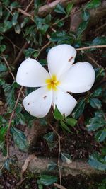 Close-up of white flowering plant