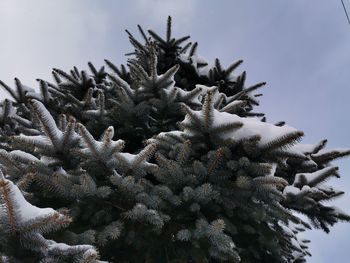 Low angle view of pine tree during winter