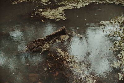 High angle view of leaf in water