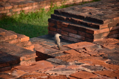 High angle view of a stone wall