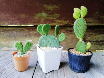 Potted plants on table against wall