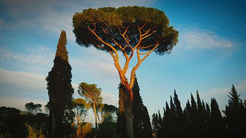 Low angle view of silhouette trees against sky during sunset