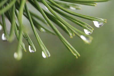 Close-up of dew drops on flower