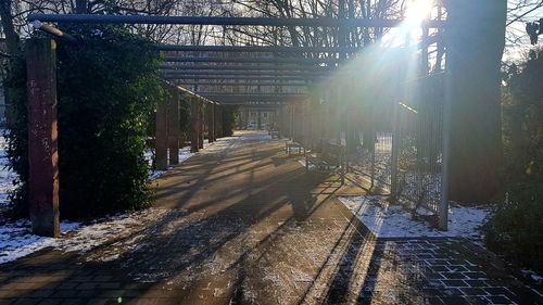 Panoramic view of trees in sunlight