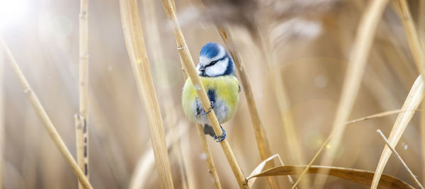 Close-up of bird perching on plant