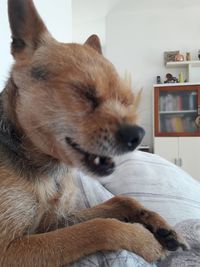 Close-up of dog relaxing on bed at home